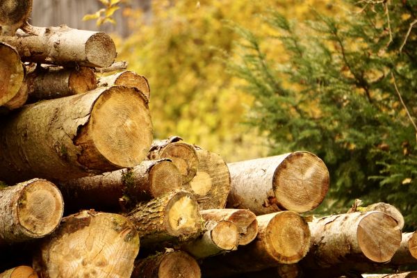 Cost of Wood Pile Removal in Longview