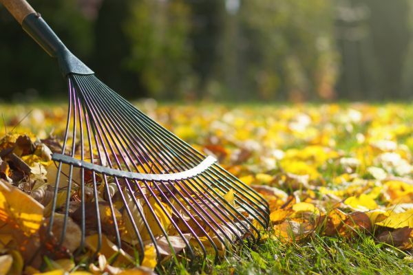 Cost of Leaf Raking Service in Longview