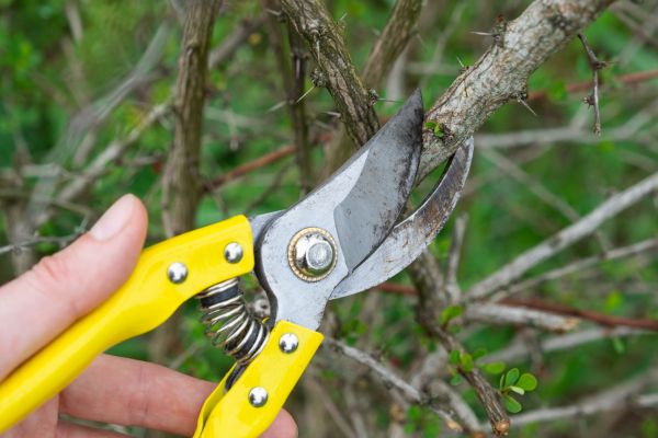 Cost of Limbs Removal in Longview