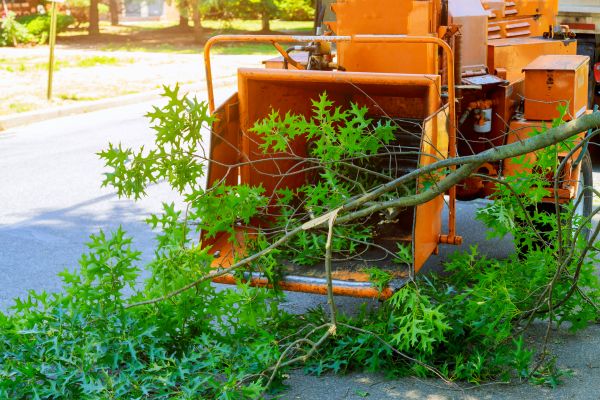 Cost of Tree Branches Removal in Longview