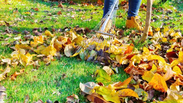 Cost of Lawn Cleanup Service in Longview