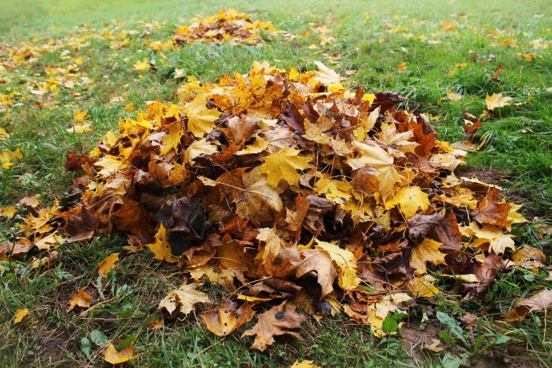 Lawn with Fallen Leaves Before Cleanup